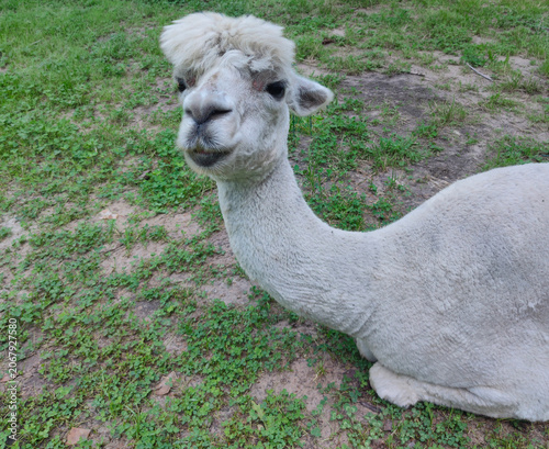 A white alpaca standing in a green meadow