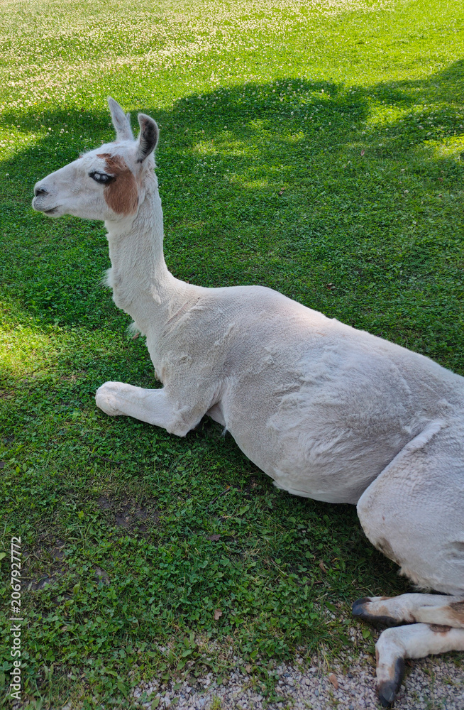 Obraz premium LLama in a field at summer day