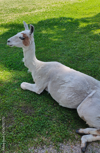 LLama in a field at summer day