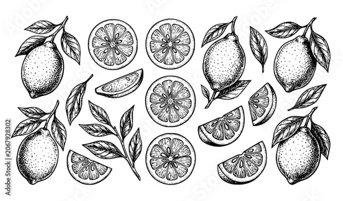 Fotografía Vintage hand drawn lemon collection with citrus fruits slices leaves botanical s