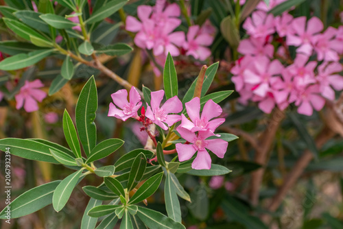 pink rose bush with floral background pink flowers with fresh green leaves and close up view natural