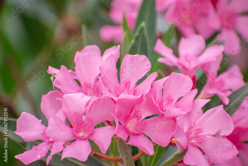 pink rose bush with floral background pink flowers with fresh green leaves and close up view natural