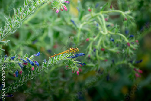 yellow and green beautiful dragonfly in natural foliage and leafes. Insect with blur background