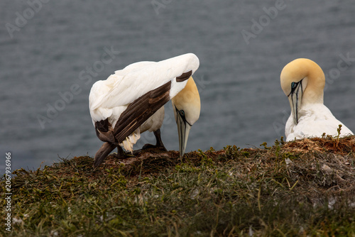 Northern Gannet Pair Maintaining Nest on Coastal Cliff at Heligoland