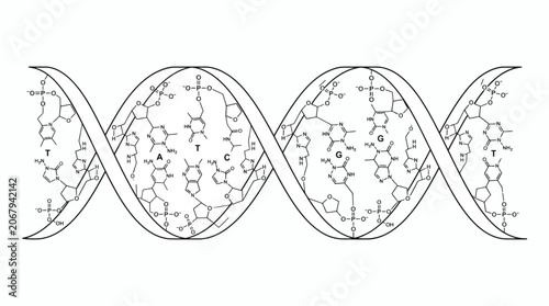 Genetic dna double helix schematic with chemical base pair formulas