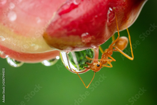 Close up the power of stronger red ants action drinking water and waterdrop on branch trees.Wildlife animal in the nature at outdoor park.Unity and team work together concept.