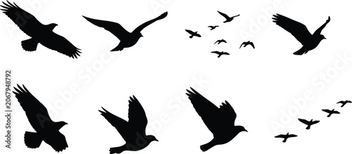 Fotografie Set of black flying bird silhouettes including soaring eagles and migrating floc