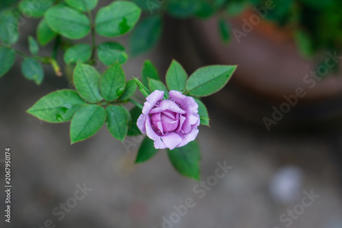Beautiful purple rose flower blooming on the bush in a garden.