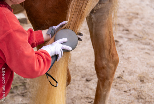 Horse grooming routine, a girl brushing a horse's tail with a brush. Equestrian taking care