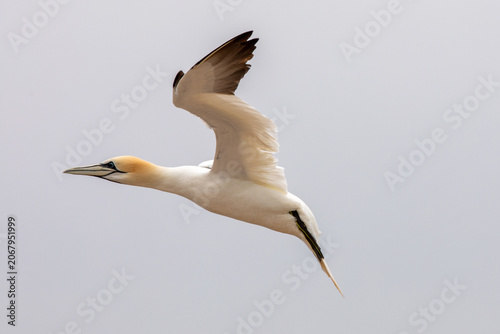Northern Gannet Gliding Through Overcast Sky with Wings Raised