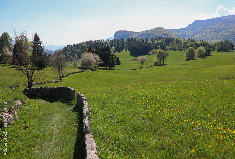Obraz premium Beautiful alpine path with dry stone wall winding through green summer meadows in the Italian Alps of Veneto
