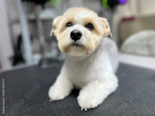 Close-up portrait of a cute white and tan Maltese mix dog after a professional grooming session. Sweet small puppy with a fresh haircut sitting on a black mat at a pet salon.