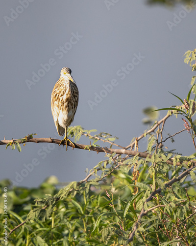 A Pond Heron