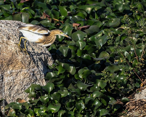 A Pond Heron