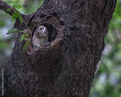 A Spotted owl