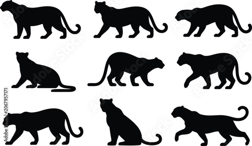 Schilderij op canvas Set of black panther silhouettes in various walking and sitting poses for animal