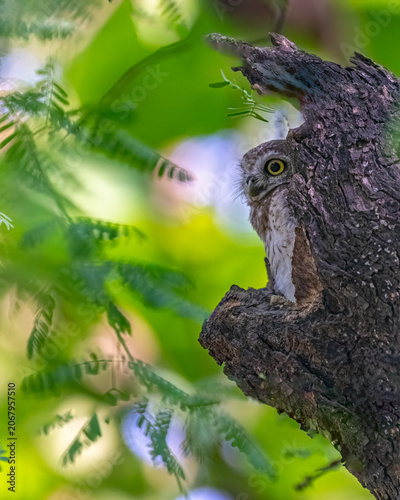 A Spotted owl