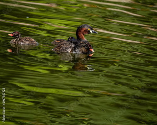 A Little Grebe