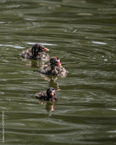 A Little Grebe