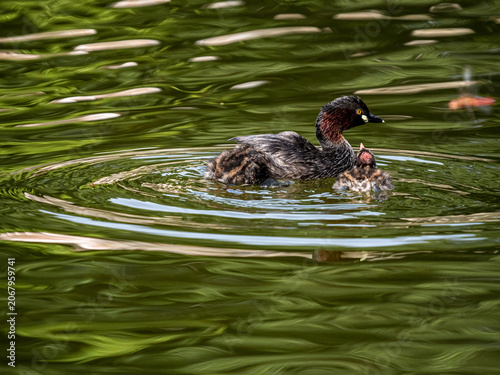 A Little Grebe