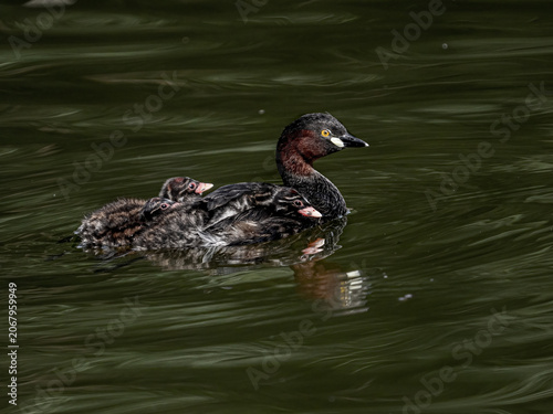 A Little Grebe