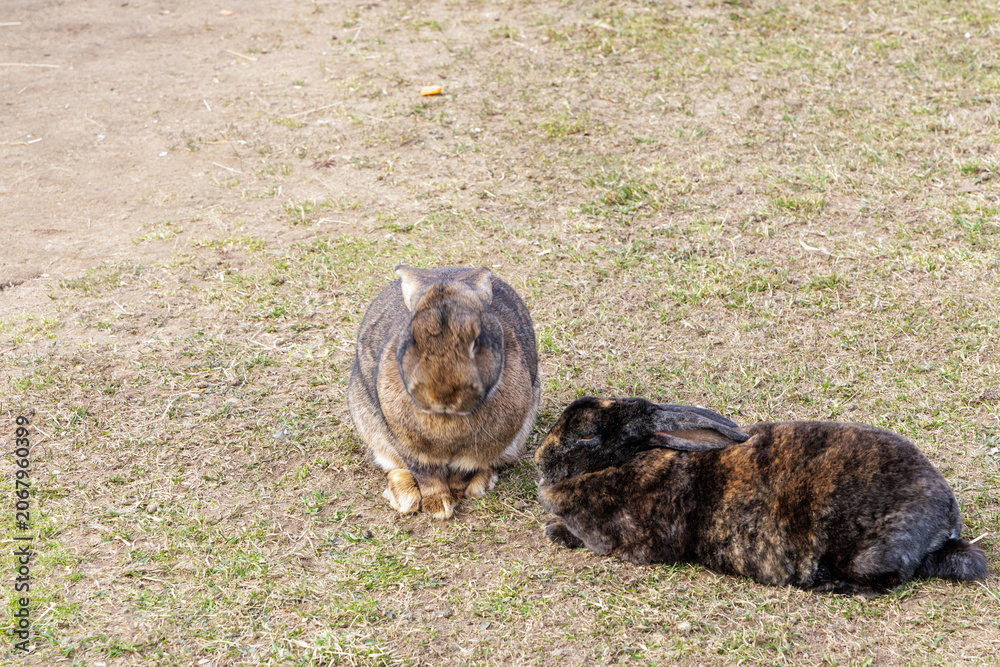 Fototapeta premium Two Cute Domestic Rabbits Sitting on Green Grass