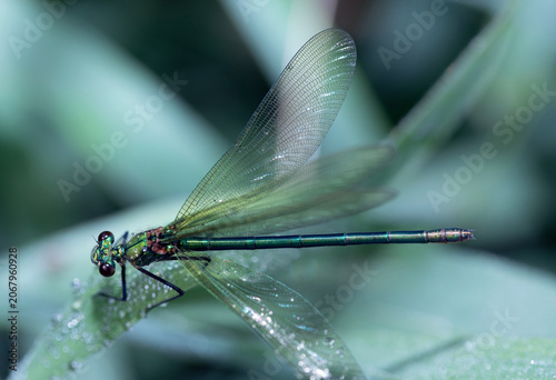 Close-up of a female dragonfly from above. The hunter is perched on tall reeds. Her wings are spreading.