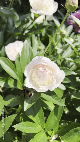 Bumblebee collecting pollen on soft pink peony flower in lush green garden. Sunlit floral scene with natural colors and summer atmosphere