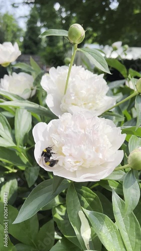 Bumblebee exploring blooming pink peony flowers among lush green leaves in sunny garden. Natural floral background with soft colors and spring or summer mood