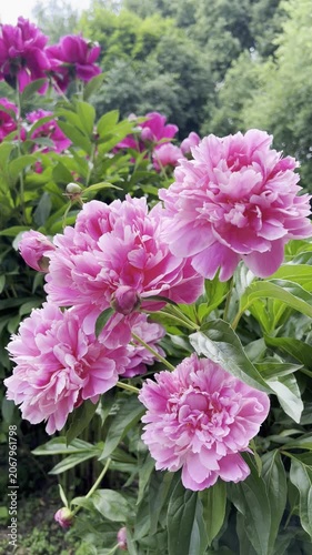 Pink peony flowers and buds blooming among lush green foliage in a garden. Natural floral scene with fresh summer colors and soft background