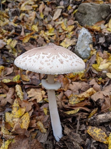 A lone mushroom stands among colorful autumn leaves in a forest.