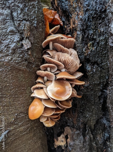 Cluster of wild mushrooms growing on a damp, textured tree bark in a natural setting.