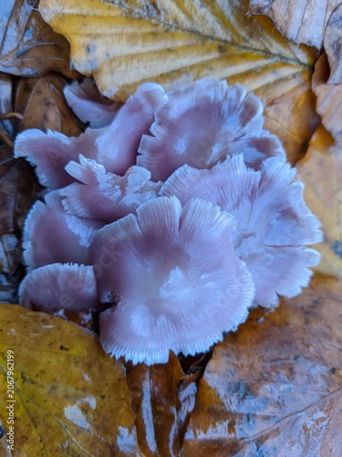 Close-up of purple mushrooms surrounded by autumn leaves on the forest floor.