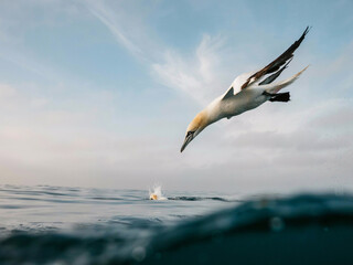 Gannet Bird Diving into the Ocean for Prey image photo