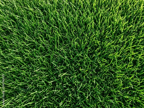 green grass background