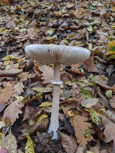 Solitary mushroom amidst fallen autumn leaves on a forest floor, showcasing nature's delicate balance and seasonal transition.