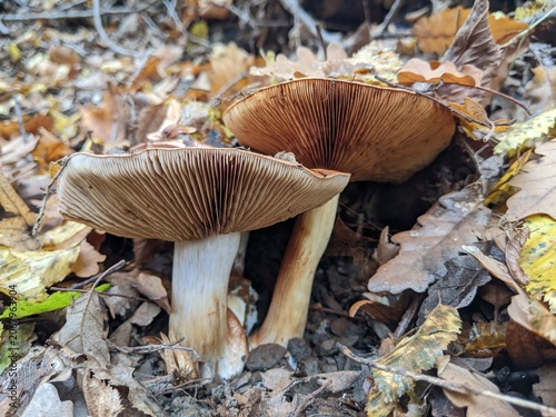 Two wild mushrooms growing among fallen leaves in a forest setting.