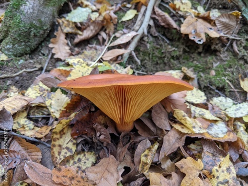 Close-up of an orange mushroom growing among fallen autumn leaves in a forest setting.