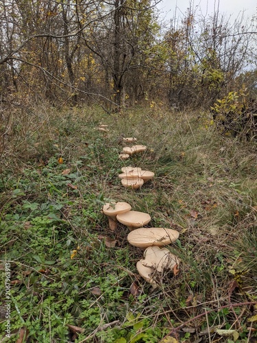 A natural forest path lined with large wild mushrooms on a fall day.