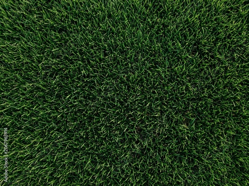 Green grass texture background with natural lawn and meadow pattern