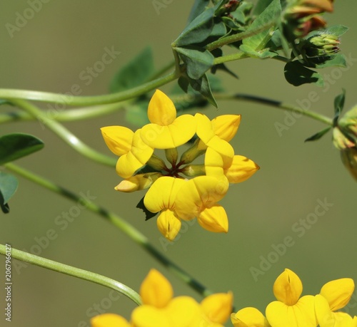 Lotus corniculatus (bird's foot trefoil) blooming in a meadow