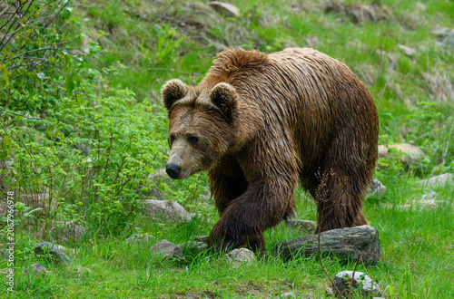 A brown bear moves slowly through a lush forest filled with grass and rocks. It appears to be looking for food among the greenery. The scene captures the bear's natural habitat and behavior