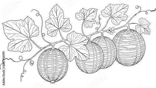 Schilderij op canvas Ripe melons growing on vine with leaves and tendrils detailed botanical illustration line drawing healthy food object nature