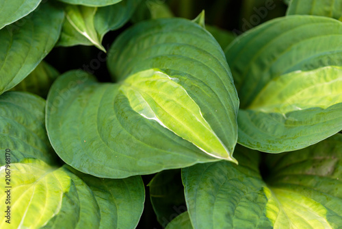 Vászonkép Hosta T-Dawg is a unique and unusual variety of hosta with interesting and extravagant leaves