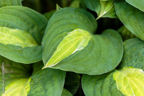 Tableau sur toile Hosta T-Dawg is a unique and unusual variety of hosta with interesting and extravagant leaves