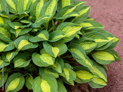 Tableau sur toile Hosta T-Dawg is a unique and unusual variety of hosta with interesting and extravagant leaves