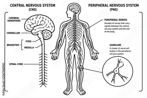 Foto Educational diagram of human nervous system anatomy Vector