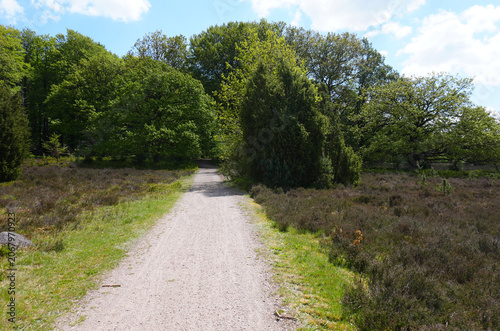 An empty gravel bicycle and hiking path leading through the Lüneburger Heide nature reserve, surrounded by green heather bushes and trees, Germany.