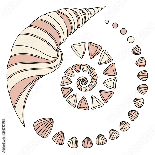 Assorted seashells arranged in a circular composition collection circular arrangement