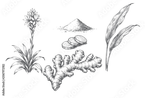 Schilderij op canvas Vintage turmeric plant and rhizome engraving illustration isolated on white background with detailed botanical linework